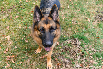German grass dog in front of the photographer, under the camera standing, tan and black looking up at the photographer.