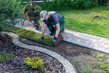 Man laying grass turf rolls for new garden lawn