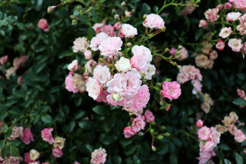 Romantic delicate flowers background. Nature wallpaper