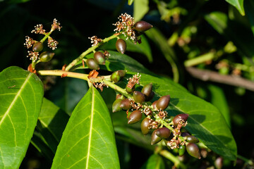 Giftige Früchte / Beeren an der Gartenpflanze Lorbeerkirsche / Kirchlorbeer (Lat.: Prunus laurocerasus, Syn.: Laurocerasus officinalis)