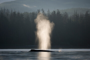 Fototapeta na wymiar Humpback Whale at Dawn, Alaska
