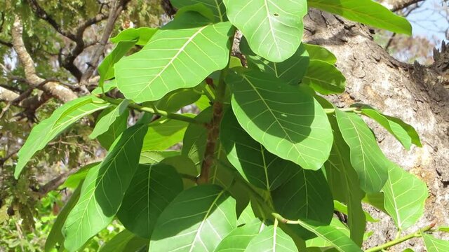 Ice-cream-bean tree leaves (Inga edulis) . Tropical forest.