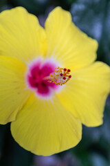 Fleur d'hibiscus jaune et rose avec un pistil rouge et jaune