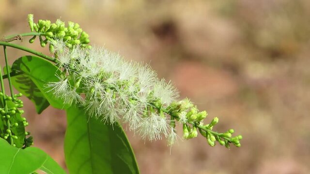 Ice-cream-bean tree flowers (Inga edulis) . Tropical forest.