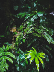 Paradise 