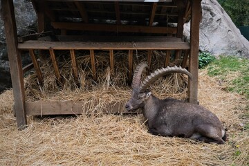  ibex in the farm