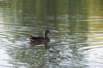 Duck swimming in the blue lake