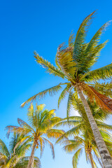 Fototapeta premium Beautiful sky, white clouds and palm tree tops at Tulum Archaeological Site. Mexico.