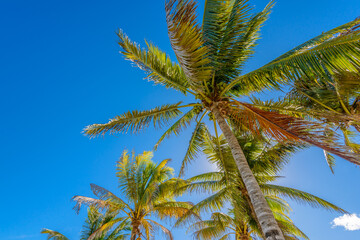 Beautiful sky, white clouds and palm tree tops at Tulum Archaeological Site. Mexico.