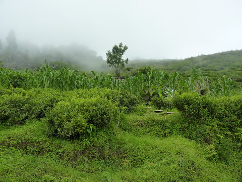 Beautiful greenery in the Tinchuley, Darjeeling, West Bengal, india.