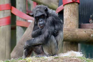 Fototapeta premium portrait of a chimpanzee