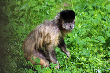 japanese macaque sitting on the ground