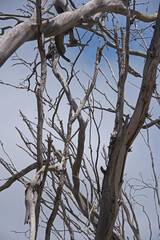 A bunch of dead trees and branches seen against blue sky with some low fog clouds