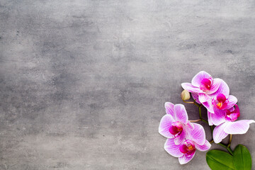 Beauty orchid on a gray background. Spa scene.