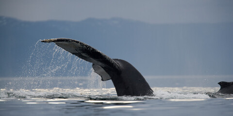 Obraz premium Diving Humpback Whales, Alaska