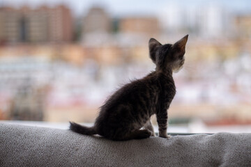 Gatito mira por la ventana