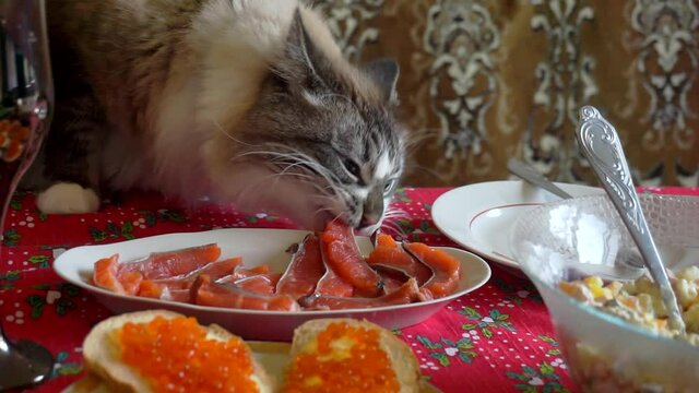 funny pet. hungry adult fluffy cat who steals food from the festive table