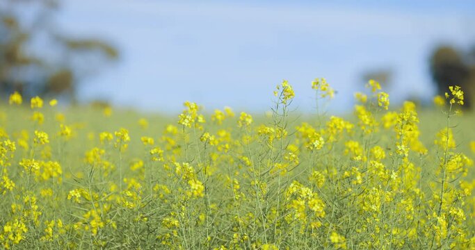 Moving towards Canola flowers or rape seed plants on a farm field. Agriculture, Oil and Organic concepts. Honey bees seen pollinating during spring time.