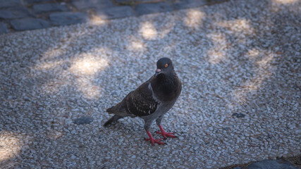 pombo