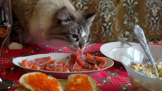 funny hungry adult fluffy cat steals food from the holiday table