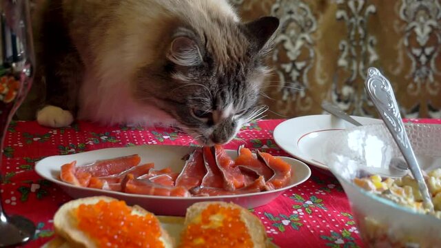 funny pet. hungry adult fluffy cat who steals food from the festive table