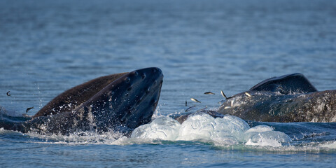 Obraz premium Feeding Humpback Whales, Alaska
