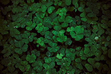 background with leaves