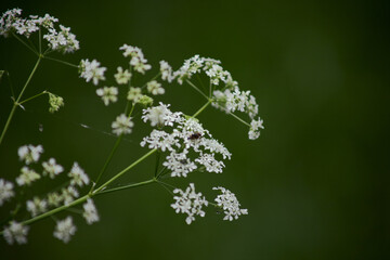 flowers in the garden