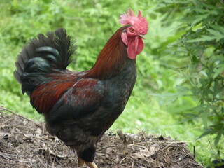 Beautiful chicken in the Tinchuley, Darjeeling, West Bengal, india.