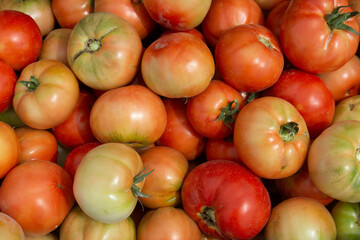 Cesto de tomates de la huerta