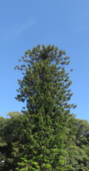 Vista de un árbol muy alto, con un cielo azul.