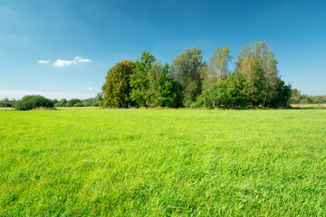 Green meadow, trees and blue sky, summer day