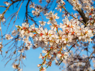 Beautiful almond tree blooming
