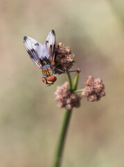 Ectophasia crassipennis Parasitic fly insect of about 16 mm in length with beautiful orange-brown colors and some curious black spots on the wings, perched on a reed