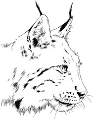 grinning snout lynx with fangs , hand-drawn ink