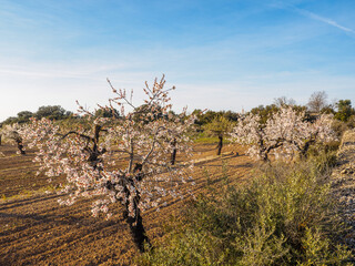 a field of blossoming almond trees in full bloom