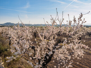 a field of blossoming almond trees in full bloom