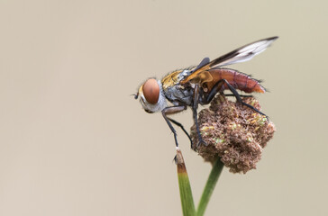 Ectophasia crassipennis Parasitic fly insect of about 16 mm in length with beautiful orange-brown colors and some curious black spots on the wings, perched on a reed