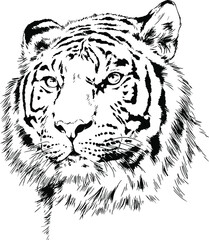 big tiger painted ink from hands in full growth on a white background