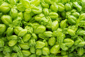 Lots of fresh green Basil leaves