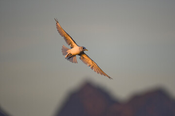 Mew Gull, Glacier Bay National Park, Alaska