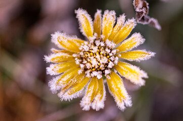 Frozen yellow flower. Yellow flower with frost.