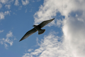 Herring Gull, Alaska
