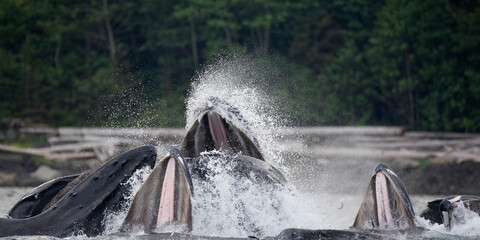 Feeding Humpback Whales, Alaska