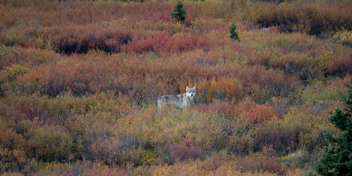Gray Wolf, Denali National Park, Alaska