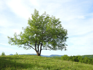  green tree in a field