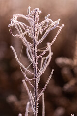 A plant with thin twigs. Plant texture with hoarfrost.