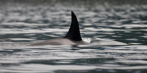 Orca Whale, Alaska