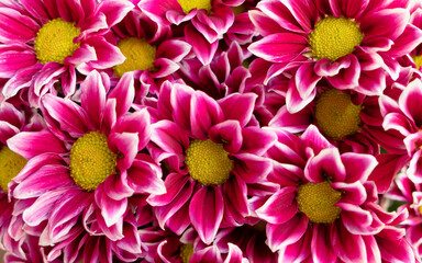 mauve and white chrysanthemum flowers top view closeup, natural colorful background