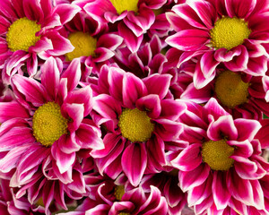 mauve and white chrysanthemum flowers top view closeup, natural colorful background